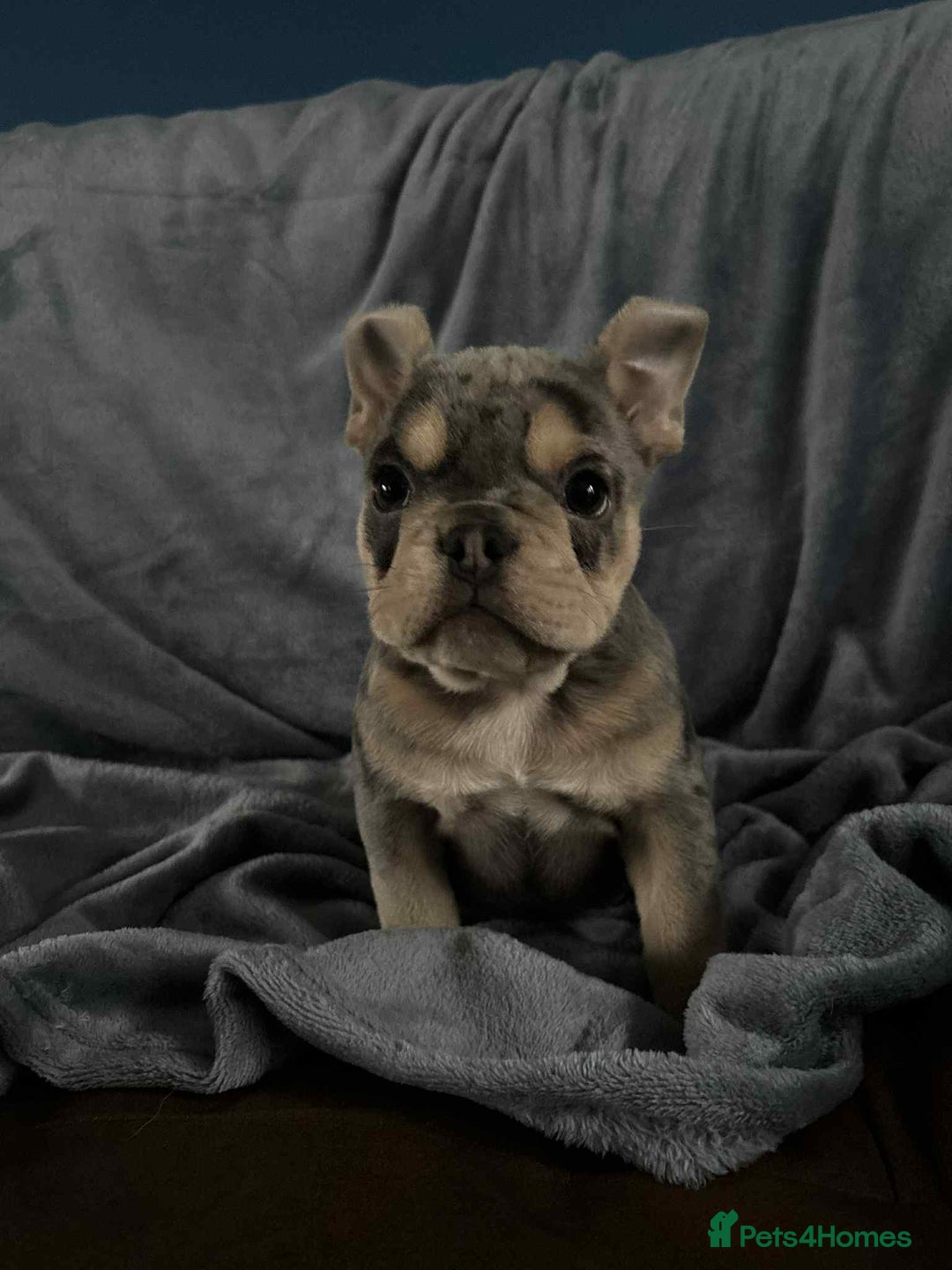 Mixed Breed dogs for sale: Beautiful spotty babies - Image 14