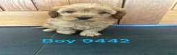 Cavapoo dogs for sale: Cavapoo pups F1 reds parent's DNA TESTED  - Advert 4