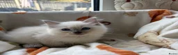 Ragdoll cats for sale: ✨ Beautiful GCCF Ragdoll Kittens from Serenity✨ - Advert 34