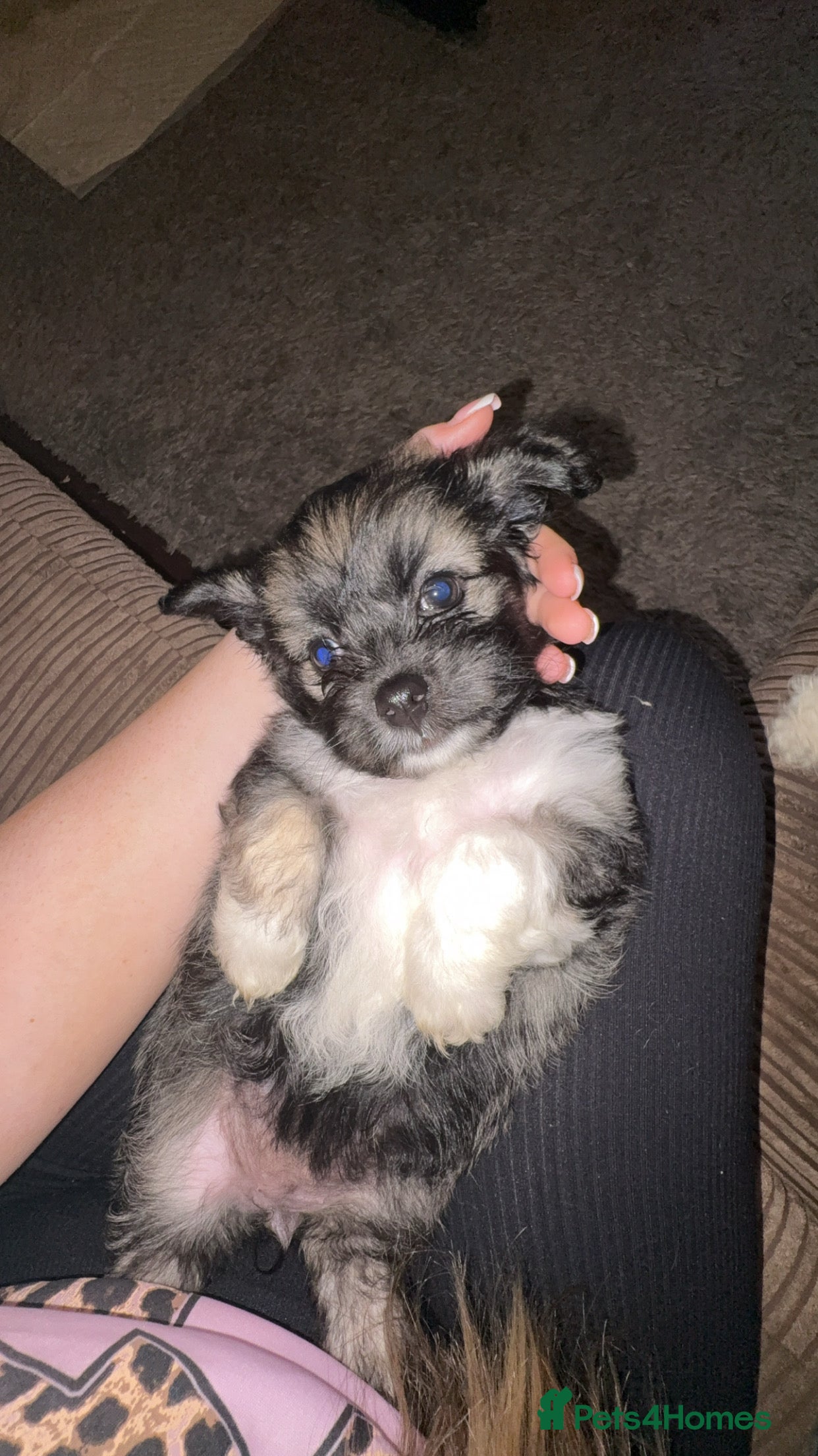 Mixed Breed dogs Stunning Chinese Crested X Shih Tzu - Advert 1