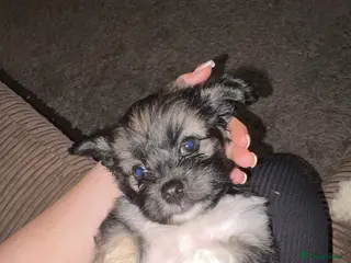 Mixed Breed dogs Stunning Chinese Crested X Shih Tzu - Advert 1