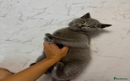 British Shorthair cats for sale: British Shorthair - Image 8