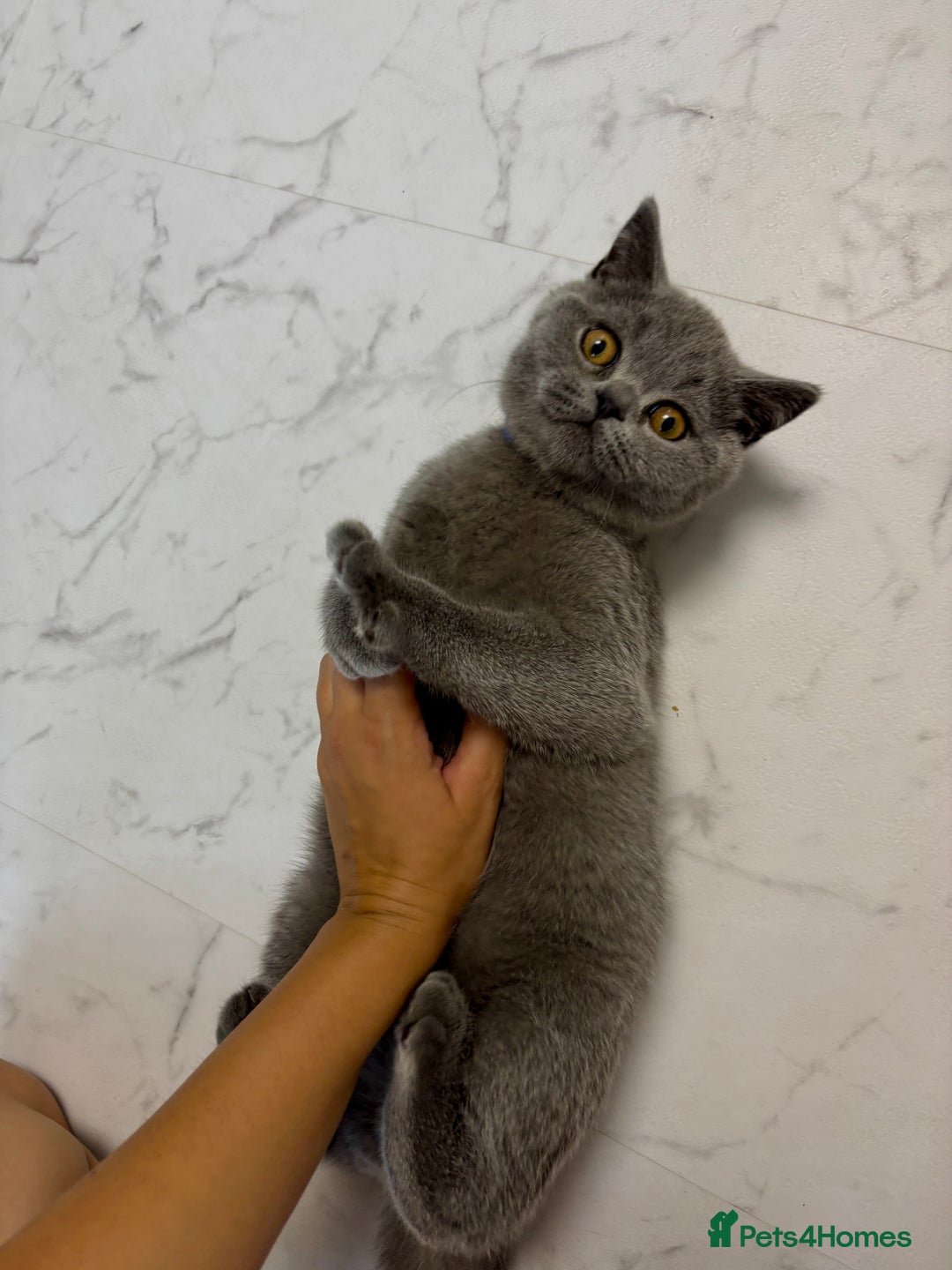 British Shorthair cats for sale: British Shorthair - Image 8