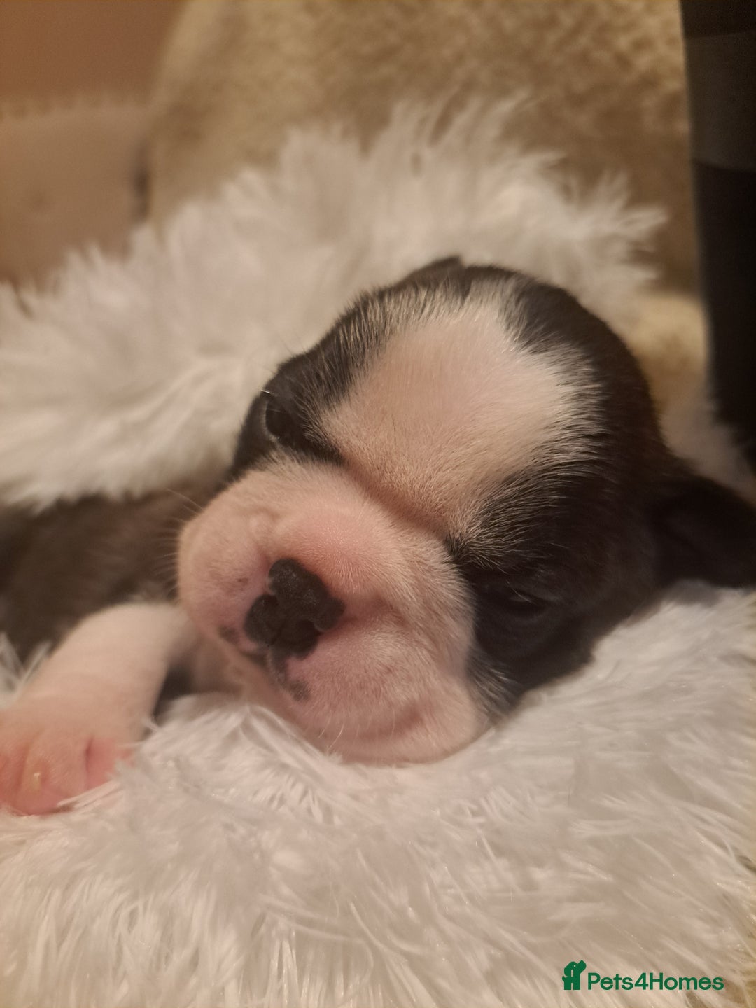 Boston Terrier dogs for sale: Boston terrier puppies - Advert 17