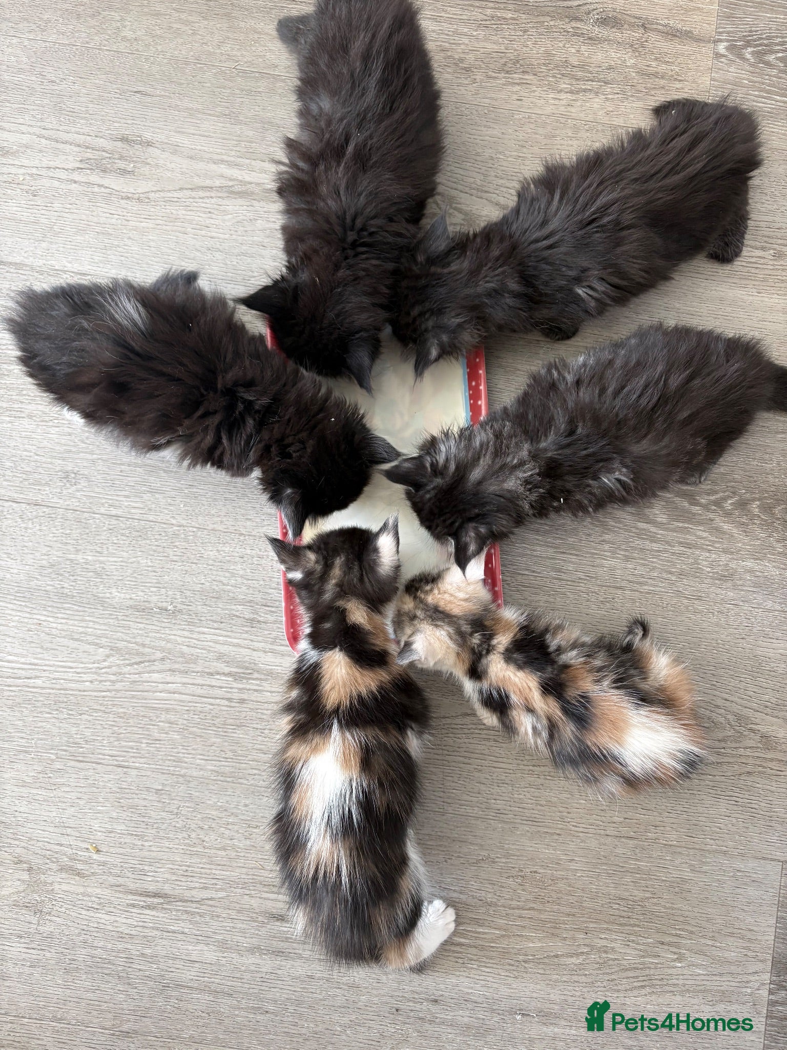 Maine Coon cats  Cross maine coon kittens - Advert 4
