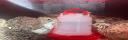 Quail poultry for sale: Japanese coturnix quails for sale!! - Advert 2