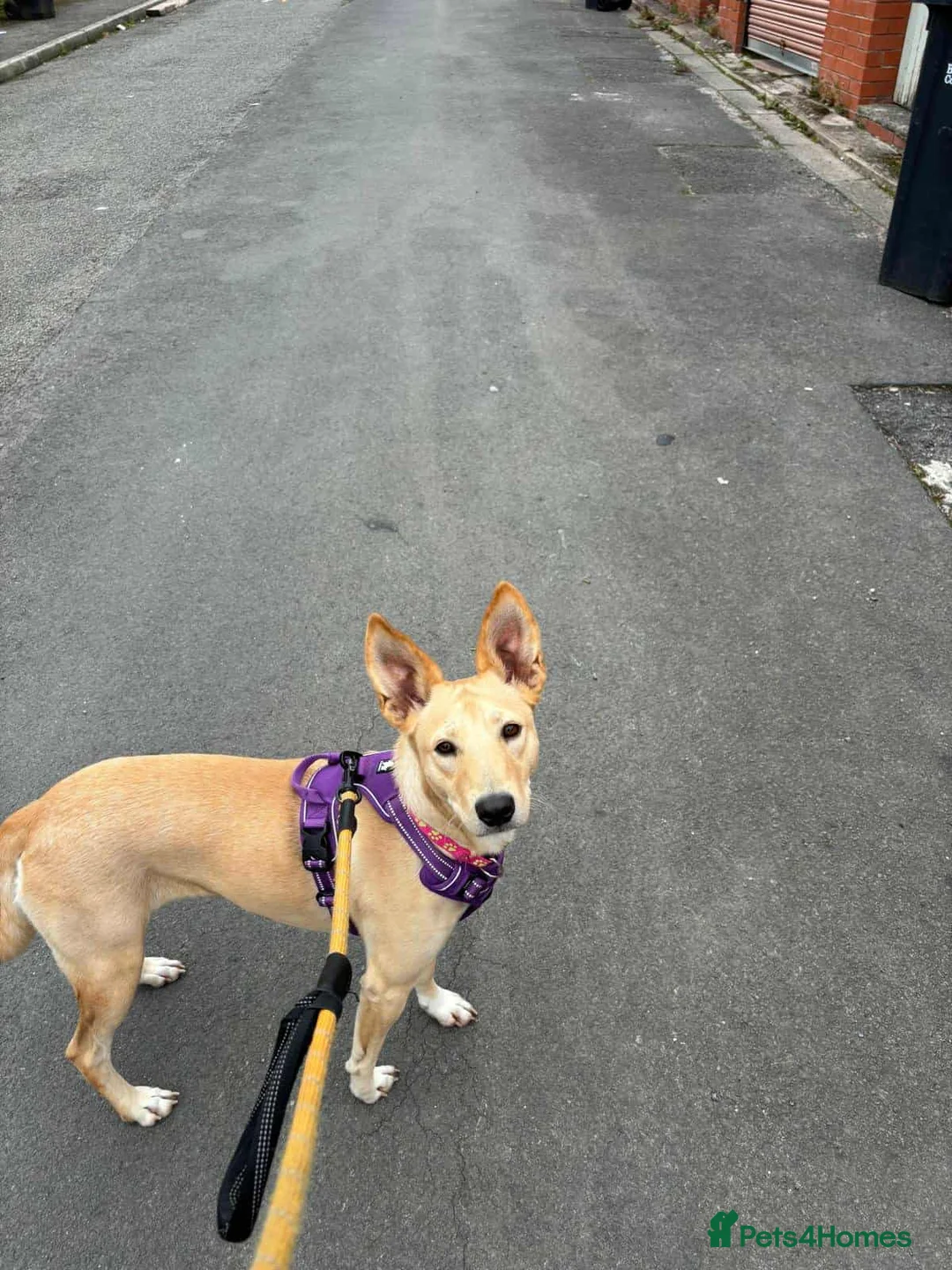 Mixed Breed dogs for adoption: Amber is looking for her forever home - Advert 11