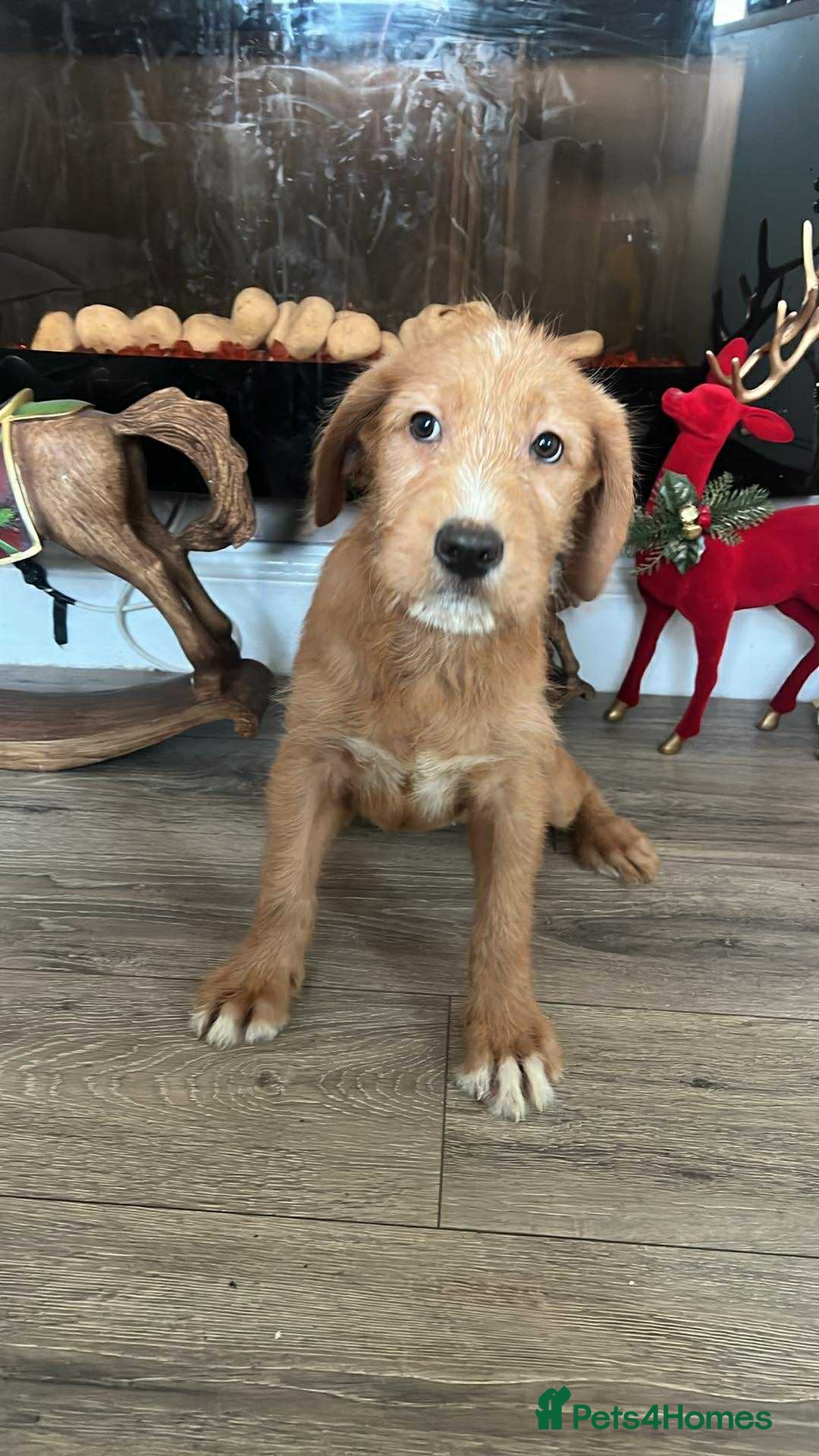 Labradoodle dogs LABRADOODLE PUPPYS 1 FEMALE LEFT - Advert 2