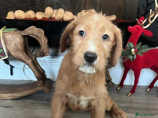 Labradoodle dogs LABRADOODLE PUPPYS 3 FEMALE LEFT - Advert 14