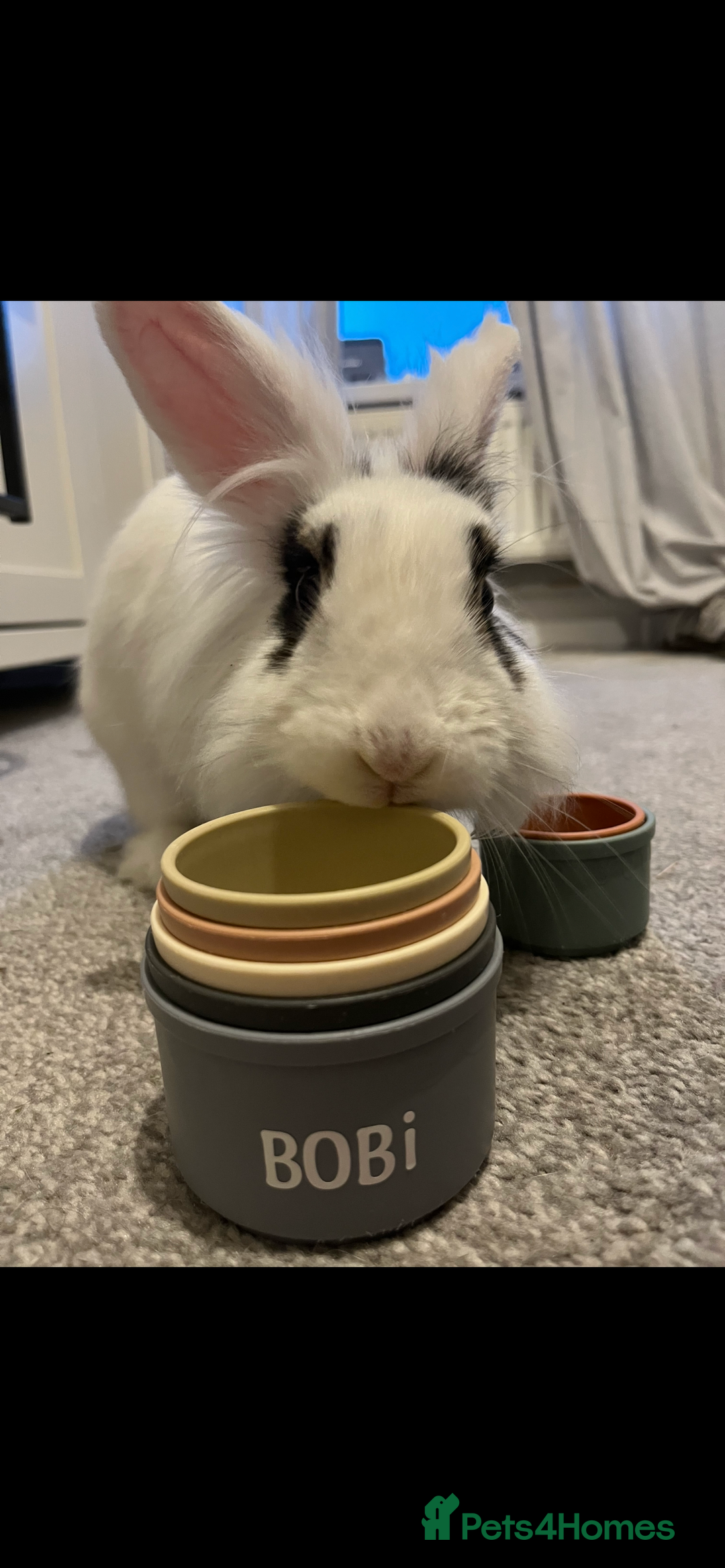 Lionhead rabbits for sale: Lovely rabbit- possibly looking for new home - Image 4