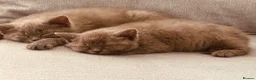 British Shorthair cats for sale:  pure pedigree Blue British Shorthairs  - Advert 14