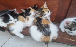 Mixed Breed cats for sale: Cute kittens  - Image 9