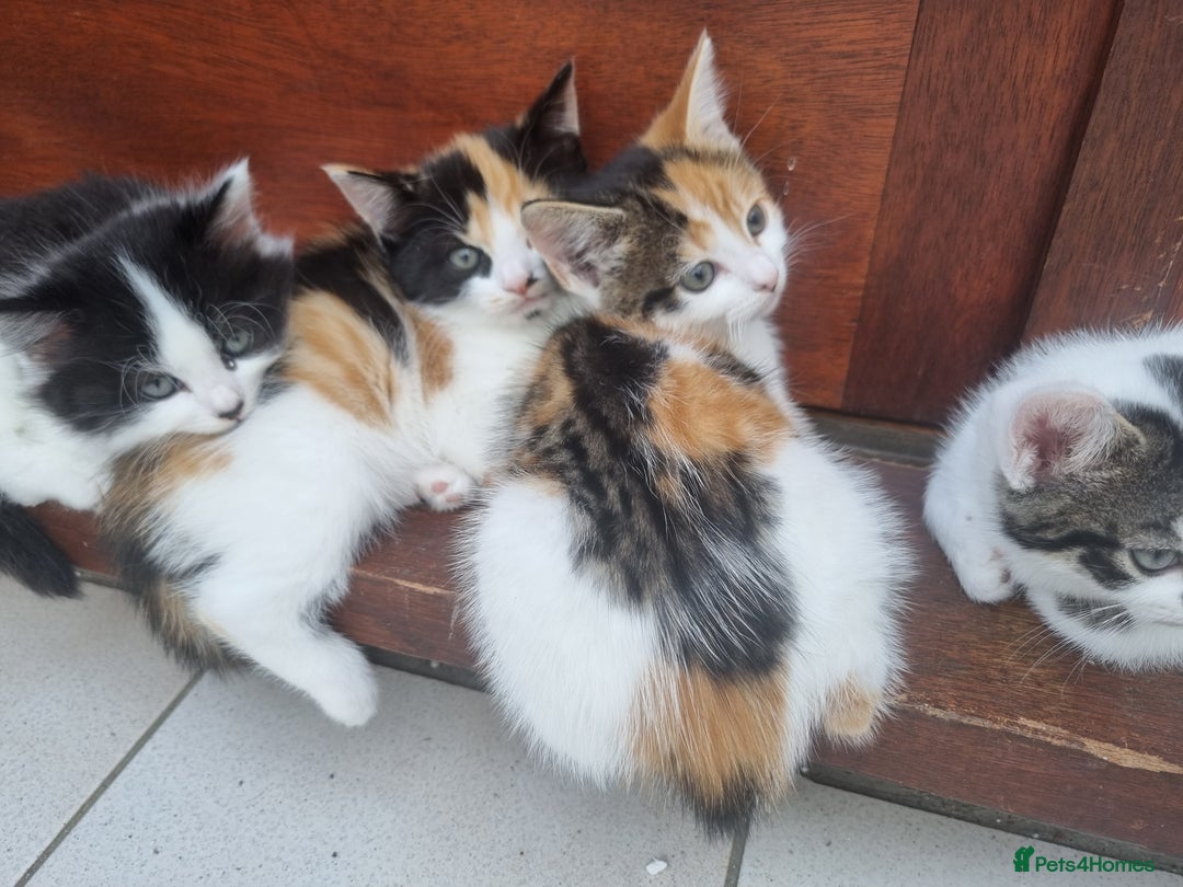 Mixed Breed cats for sale: Cute kittens  - Image 9