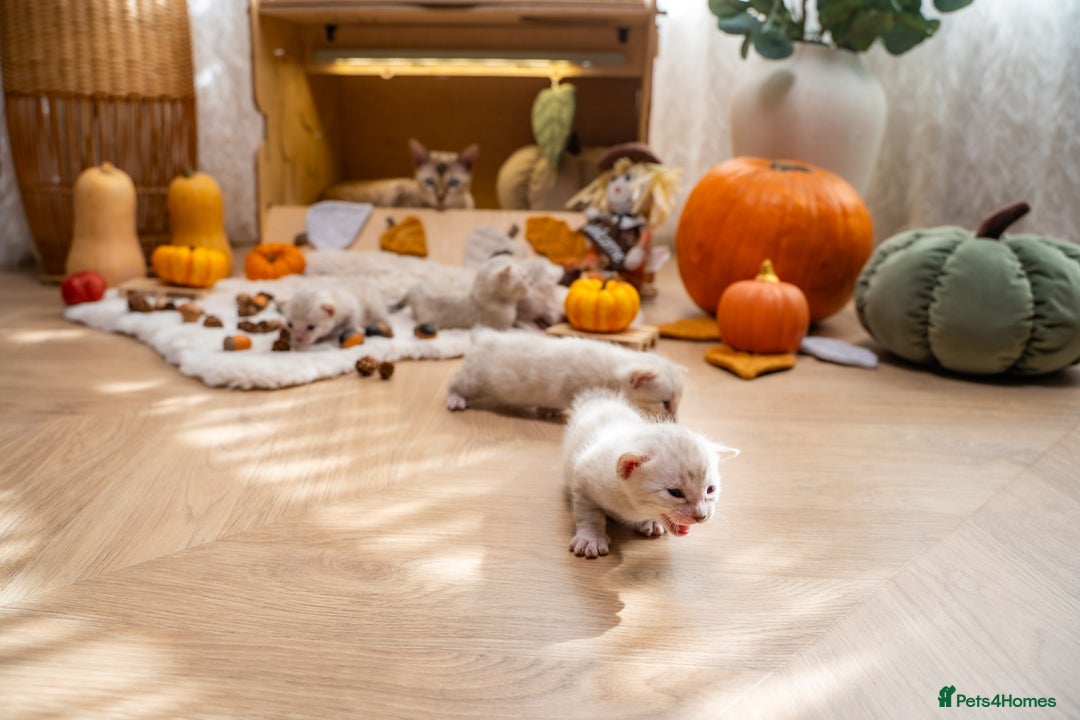 Bengal cats for sale: Pure Snow Bengals-TICA champions pedigree-Stunning - Image 33