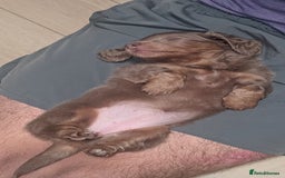 Miniature Dachshund dogs for sale: Long/short hair miniature dashound  - Image 4