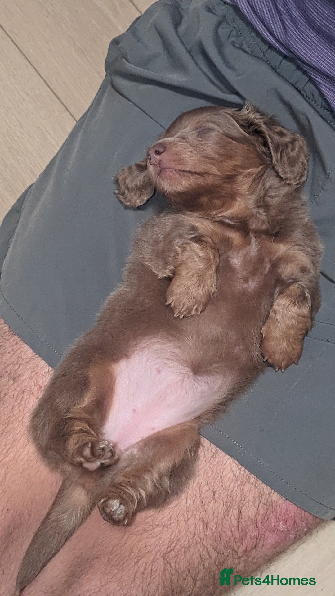 Miniature Dachshund dogs for sale: Long/short hair miniature dashound  - Image 4