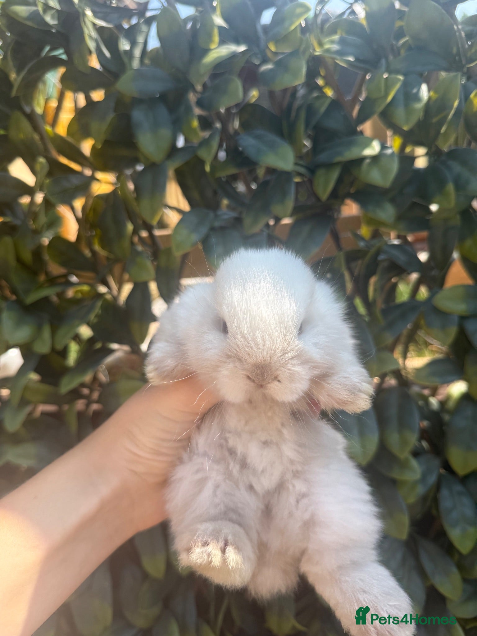 Mini Lop rabbits Mini Lop Bunnies for sale - Advert 1