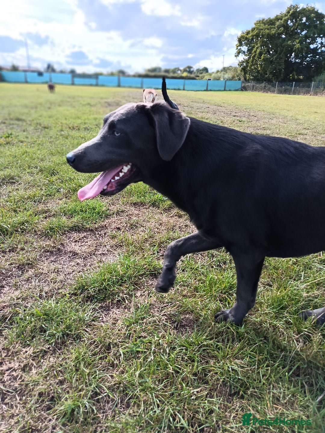 Labrador Retriever dogs for sale: 2 stunning Labradors 9 months old  - Image 4