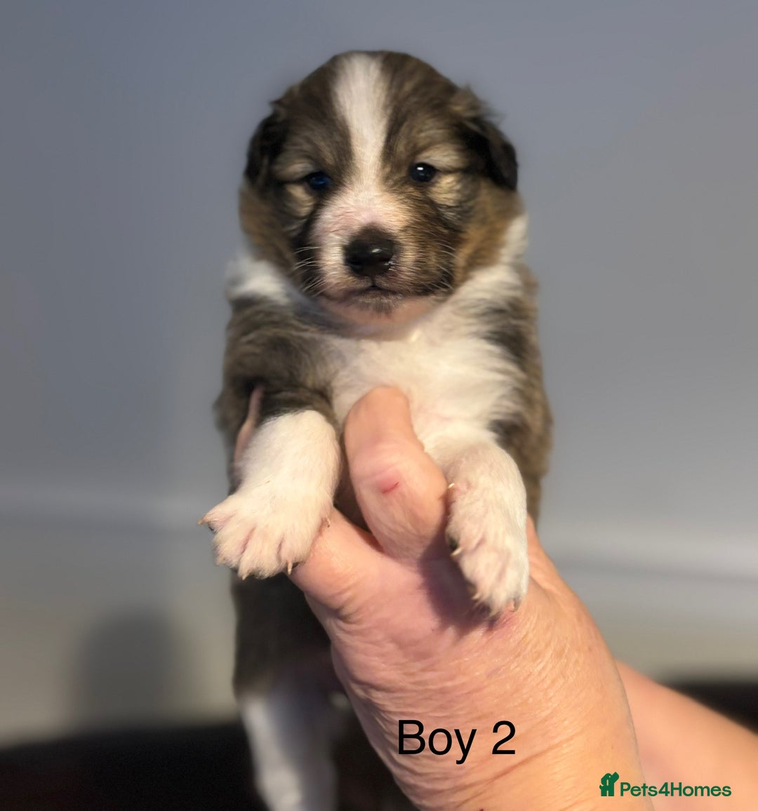 Shetland Sheepdog dogs for sale: Beautiful Shetland sheepdog puppies  - Advert 7