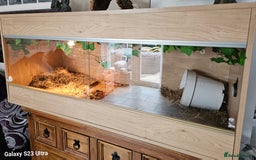 Hermann Tortoise reptiles for sale: Hurmman Tortoise  - Image 9