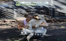 Mixed Breed dogs for adoption: 💙🐶 NICK AND MAILY 🐶💖 - Image 16