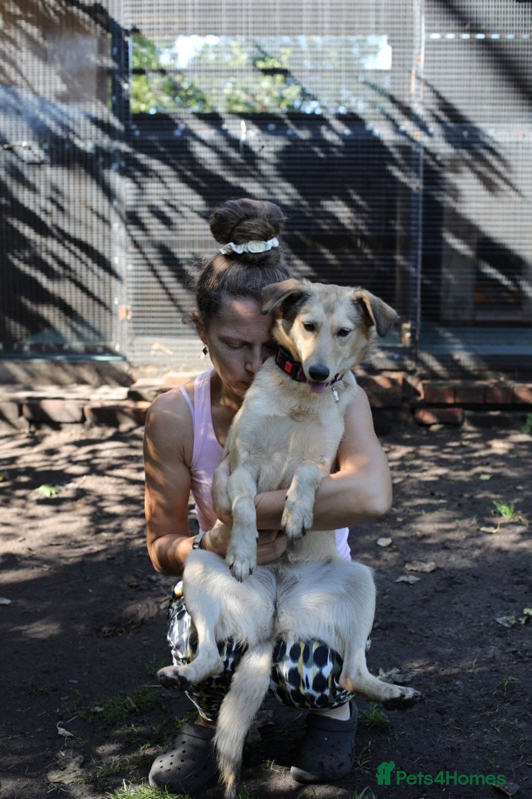 Mixed Breed dogs for adoption: 💙🐶 NICK AND MAILY 🐶💖 - Image 16