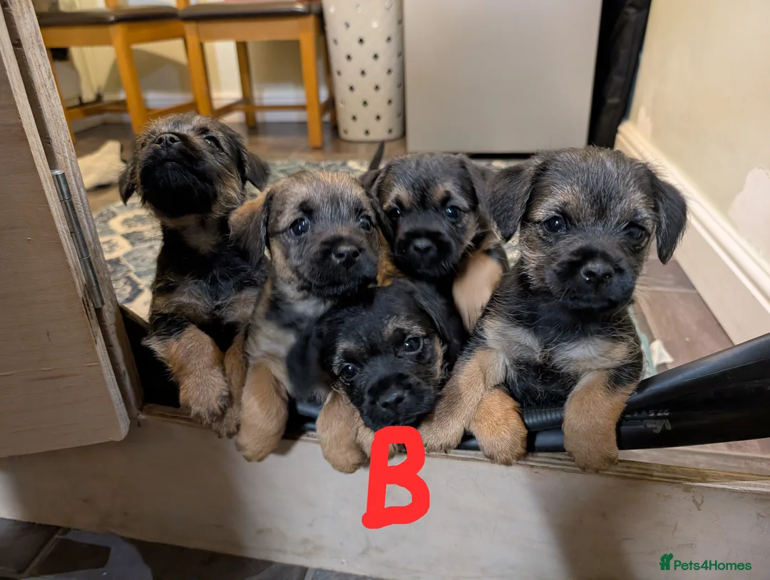 Border Terrier dogs for sale: Beautiful Border Terrier Puppies - Advert 13