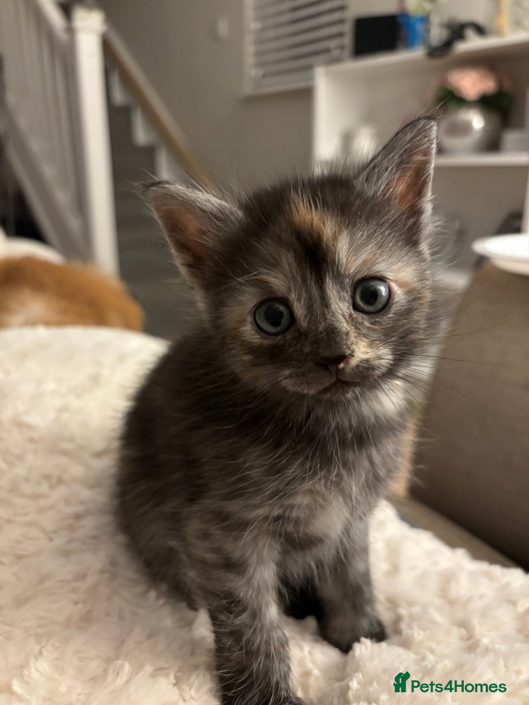 Mixed Breed cats for sale: Maine coon cross kittens - Advert 5