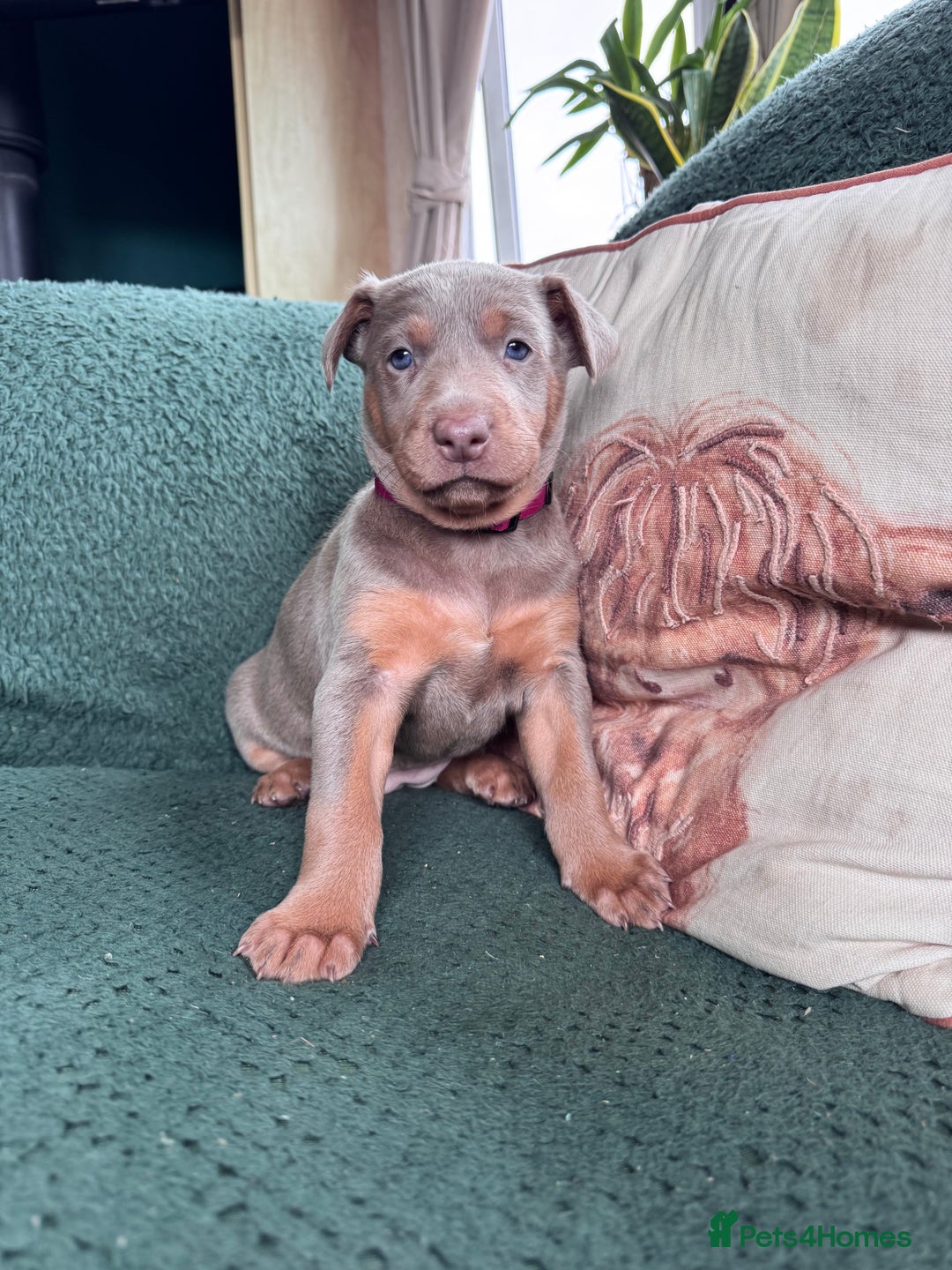 Australian Kelpie dogs for sale: Australian Kelpie Puppies WKC Registered - Image 2