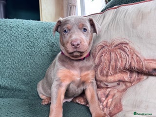 Australian Kelpie dogs - Advert 4