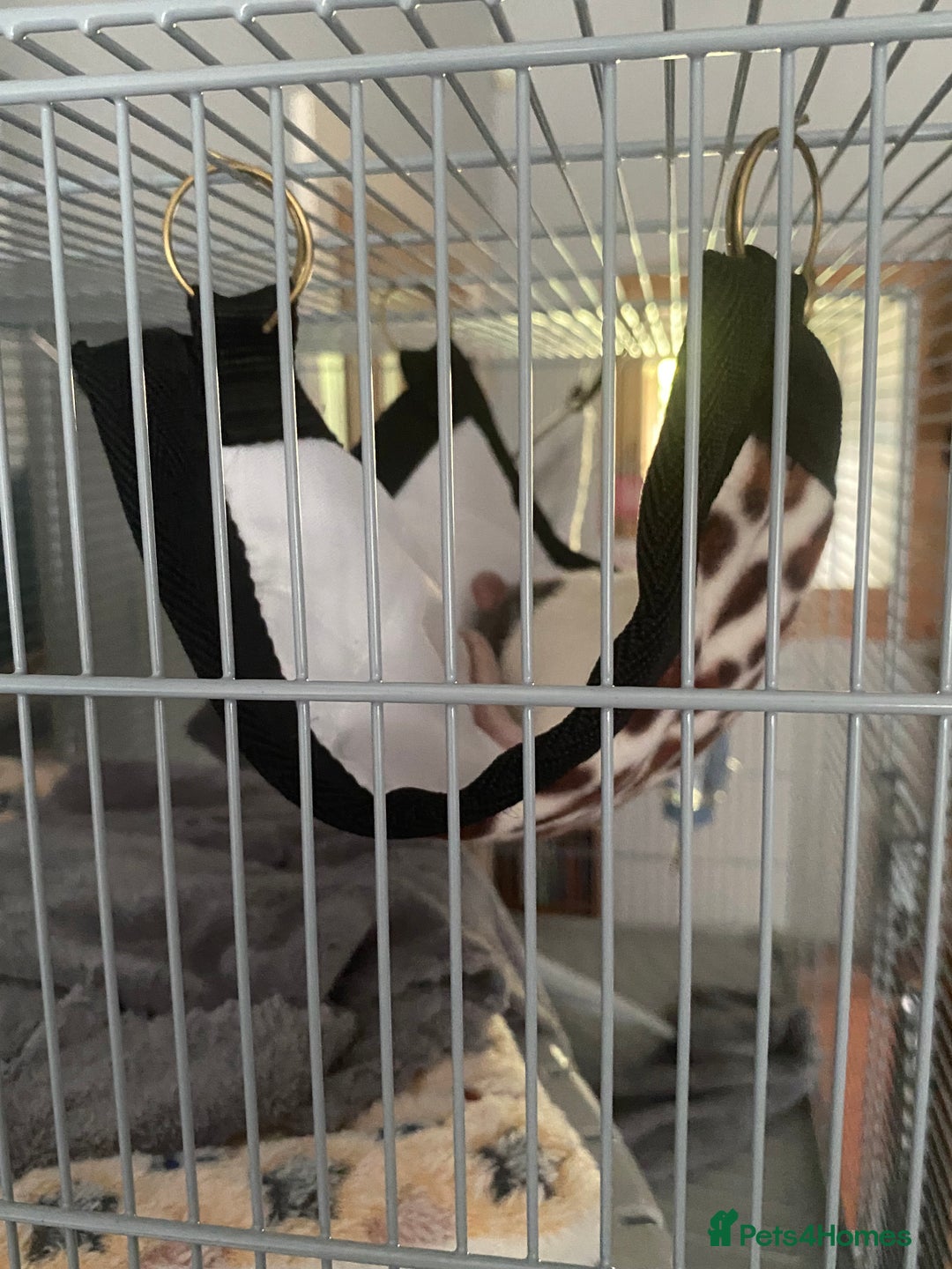 Rat rodents for sale: Solo Female Rat Rehoming - Advert 1