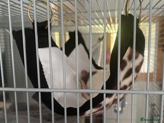 Rat rodents Solo Female Rat Rehoming - Advert 1