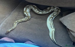 Python Snake reptiles for sale: 🐍 Ball Pythons for Sale – Collection Nottingham  - Image 13