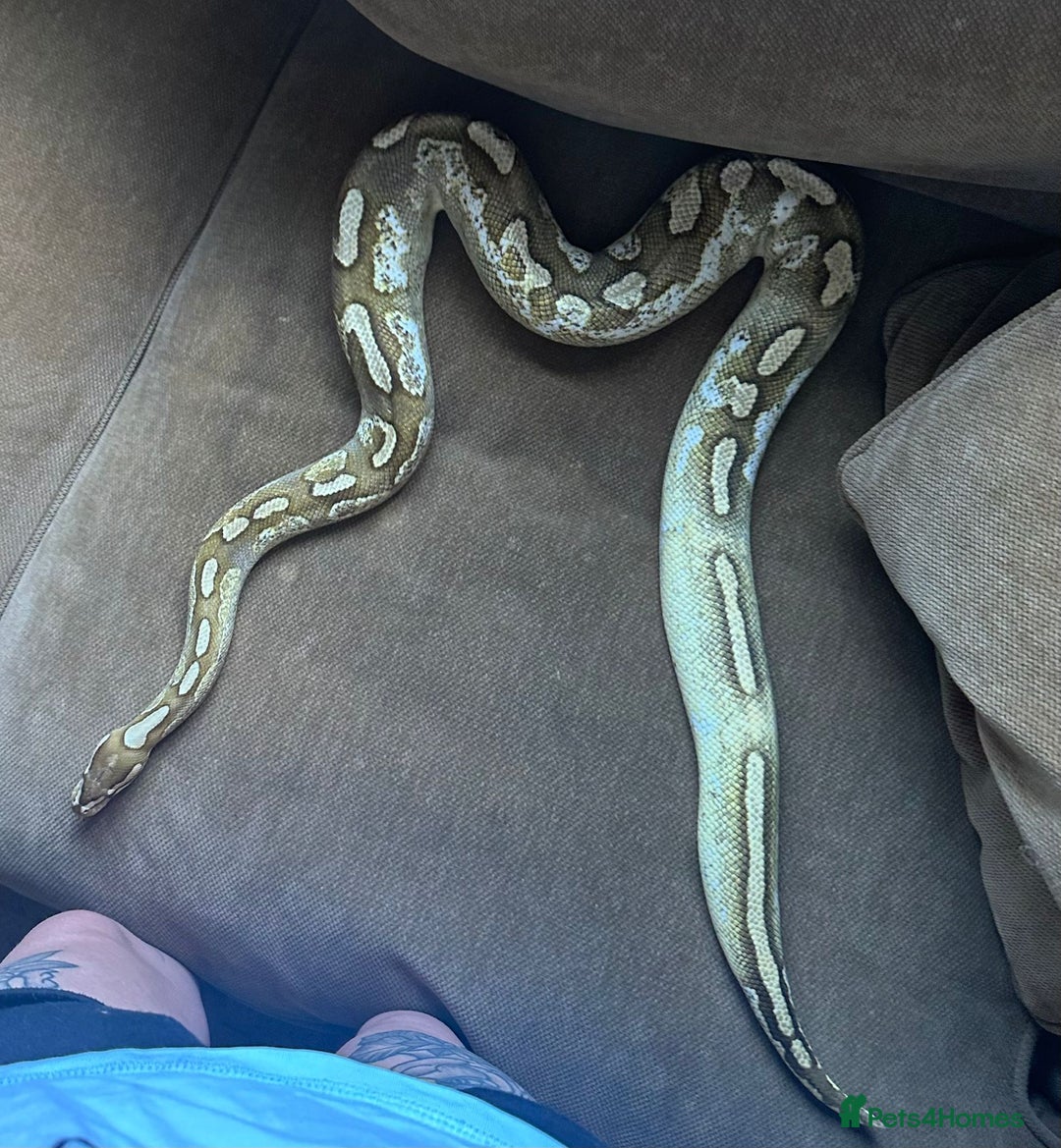 Python Snake reptiles for sale: 🐍 Ball Pythons for Sale – Collection Nottingham  - Image 13