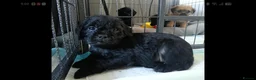Pugapoo dogs for sale: Pugapoo female- Pebbles in Chesterfield - Advert 8