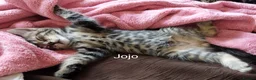Bengal cats for sale: Beautiful kitten ready for new home 🐾🐈 - Advert 10