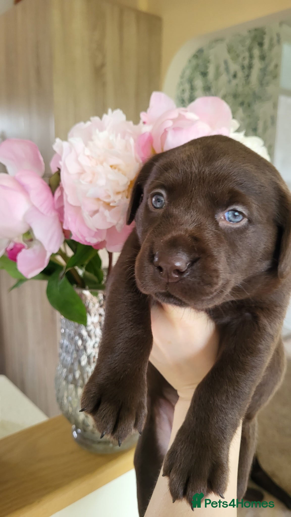 Labrador Retriever dogs Pedigree Labrador puppies - healthy and smart - Advert 1