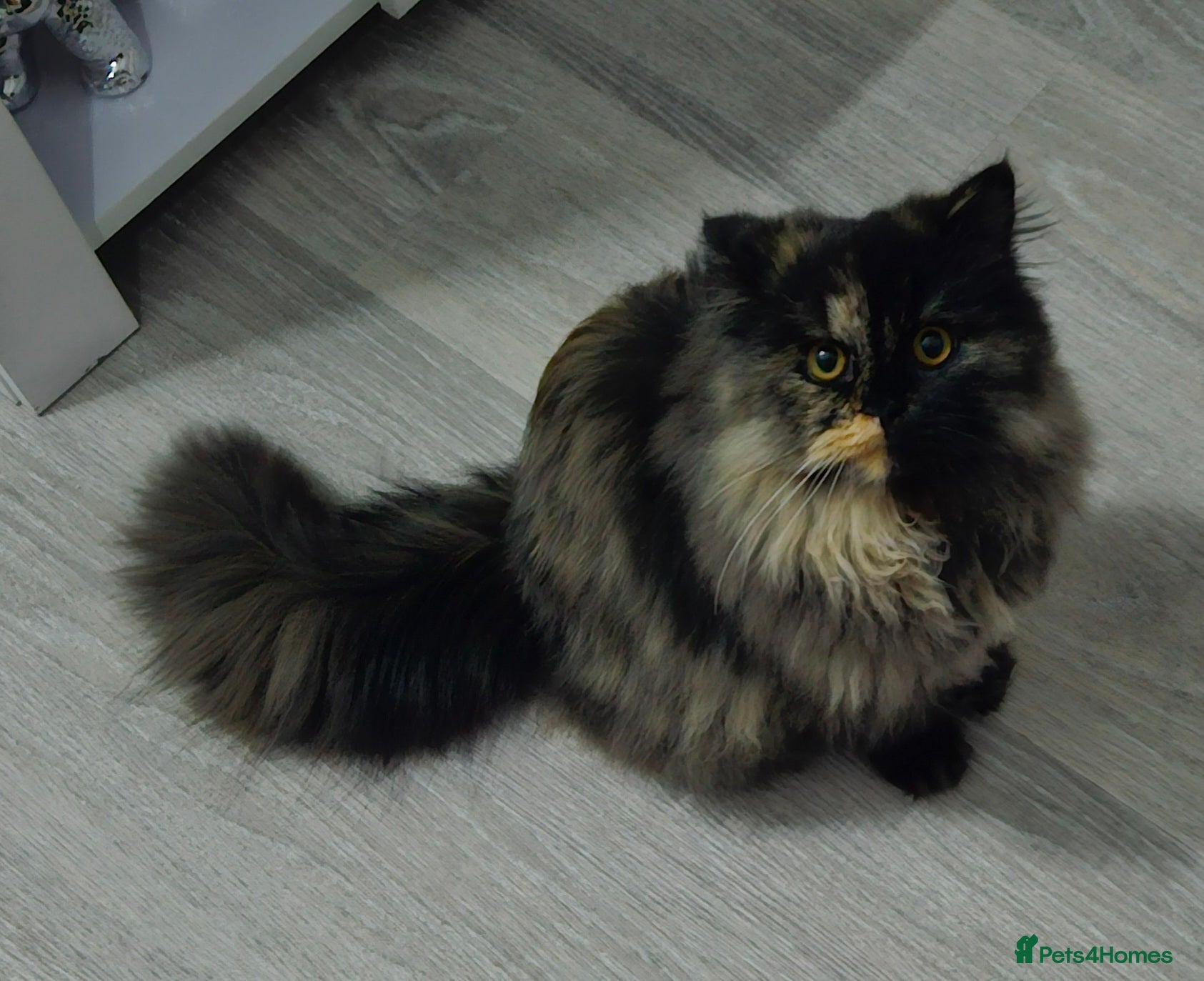 British Longhair cats British Long Hair. 1 Year Old. - Advert 1