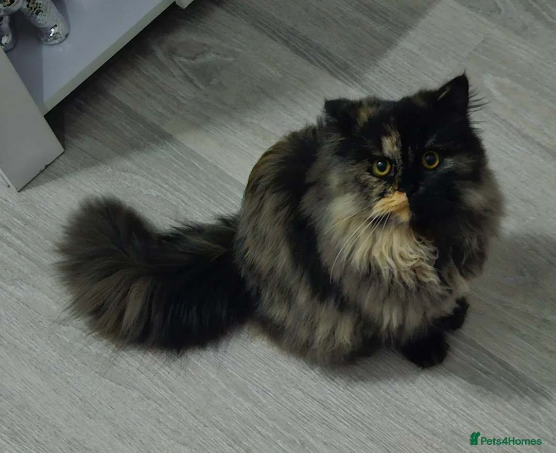 British Longhair cats for sale: British Long Hair. 1 Year Old. Spayed. - Advert 1