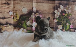 French Bulldog dogs for sale: Welcome to the Fluffy Crew 🥰 - Advert 28