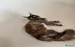 Maine Coon cats for sale: Adult female Maine coon tortie cat, TICA reg - Image 8