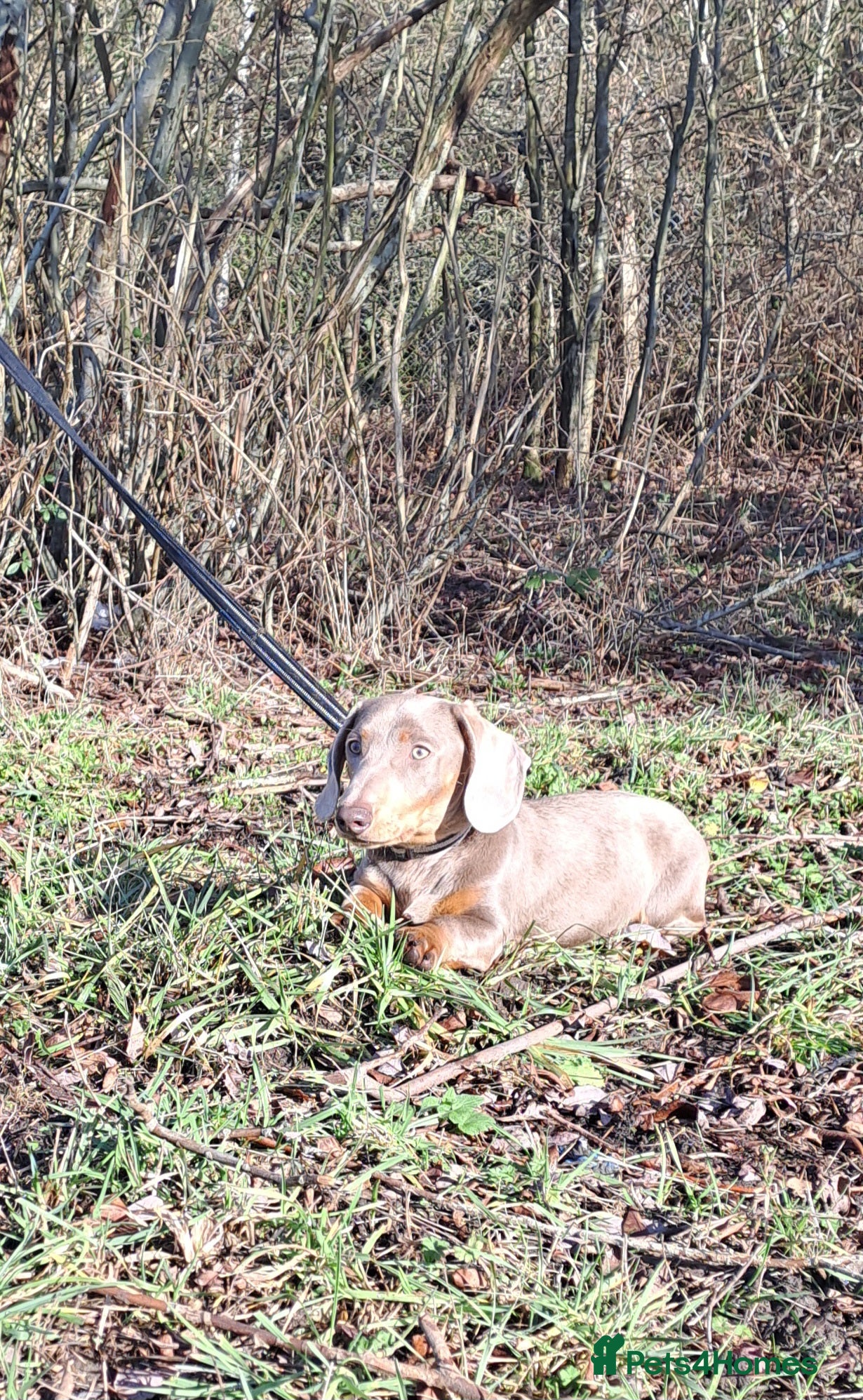 Miniature Dachshund dogs Kc isabella tan carrying long hair - Advert 4