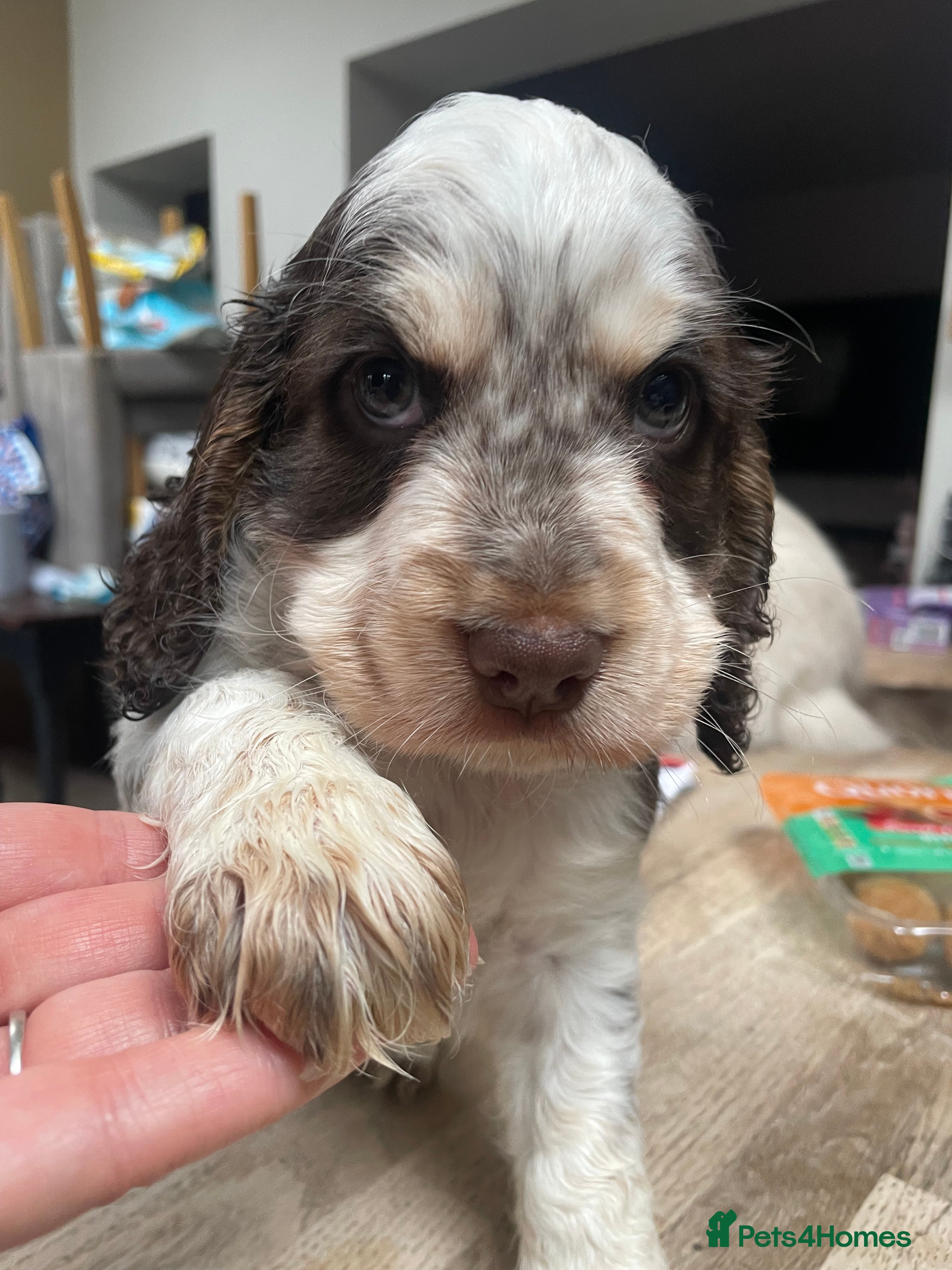 Cocker Spaniel dogs Beautiful health tested Cocker spaniel pups  - Advert 15