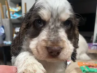 Cocker Spaniel dogs Beautiful health tested Cocker spaniel pups - Advert 15