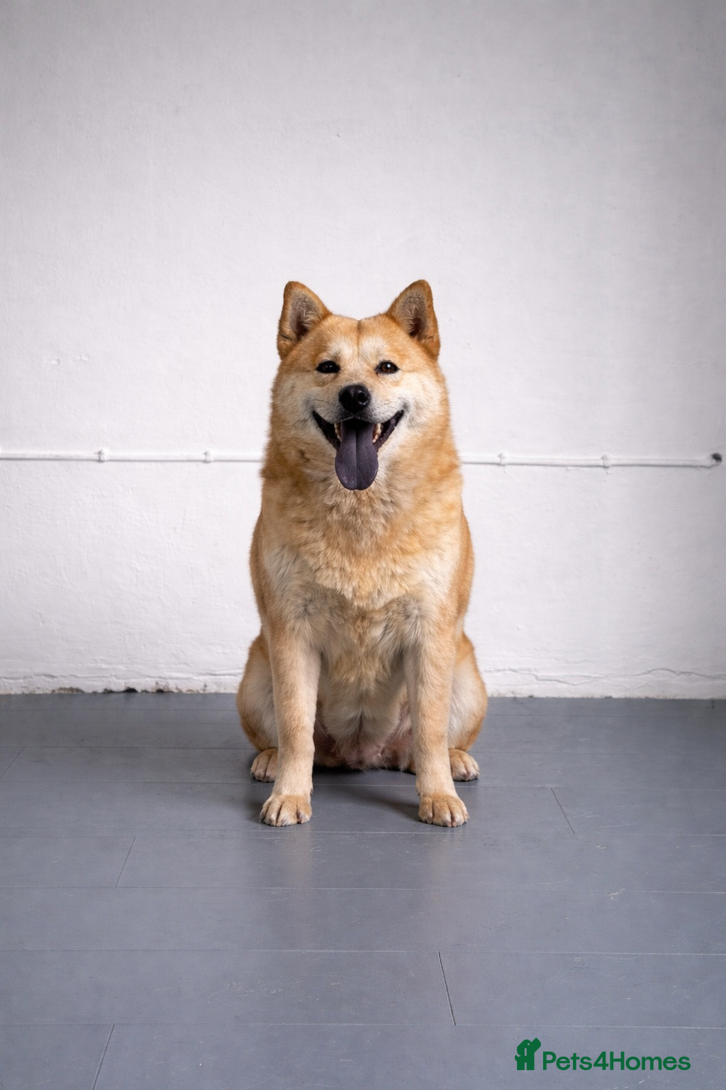 Mixed Breed dogs (Foxie) adult female mini chowsky for sale - Advert 1