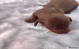 Miniature Dachshund dogs for sale: Miniature dachshund smooth hair pups  - Image 13