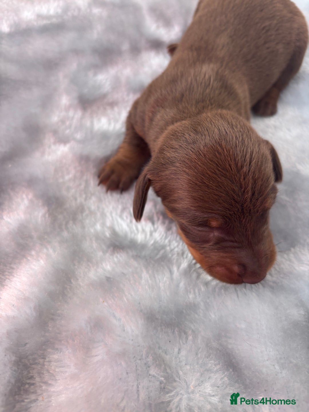 Miniature Dachshund dogs for sale: Miniature dachshund smooth hair pups  - Image 13