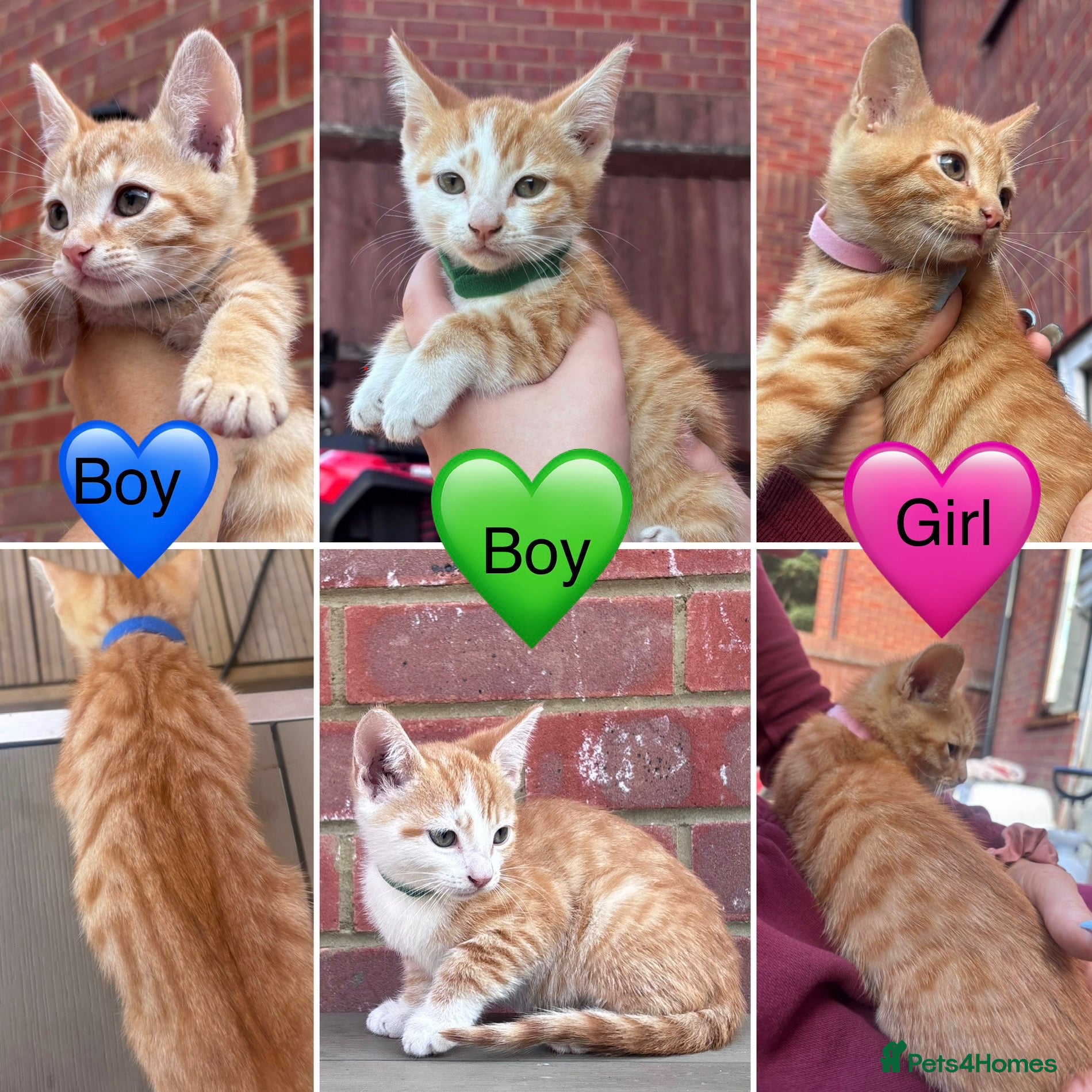 Mixed Breed cats READY TO LEAVE- 3 left - Advert 1