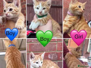 Mixed Breed cats READY TO LEAVE- 3 left - Advert 1