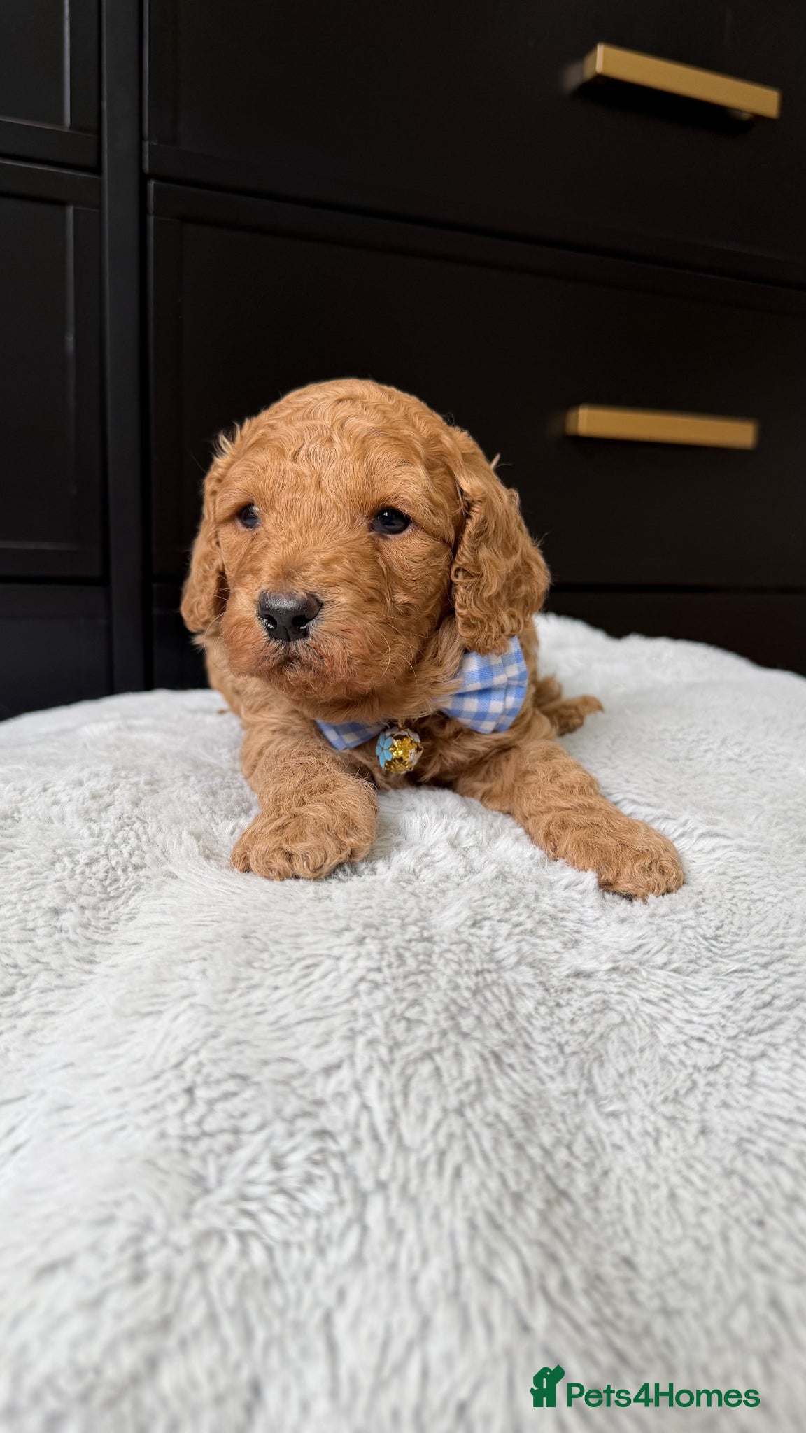 Cavapoo dogs The most beautiful Cavapoos - Advert 17